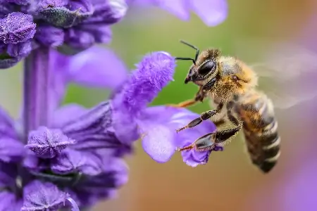 Linda abelha coletando pólen de uma flor roxa.