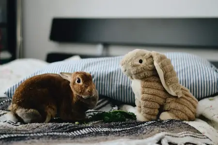 Um coleho marrom junto a um coelho de pelúcia em cima de uma cama