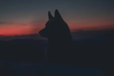 Silhueta de um lobo selvagem ao pôr do sol.