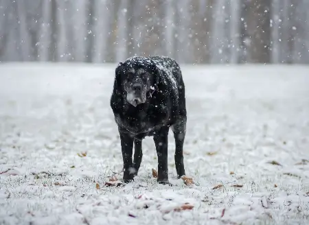 Velho cão preto na neve